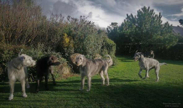 Auch Riesen fühlen sich im Seestern wohl