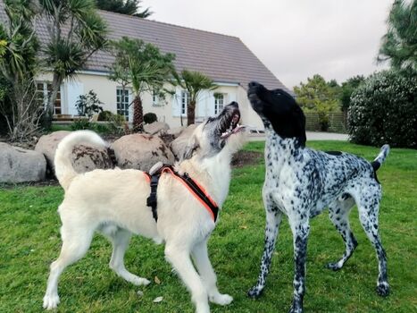 Spielen im Seestern Garten macht Spass