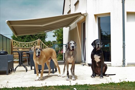 Auch für die ganz grossen Hundegäste