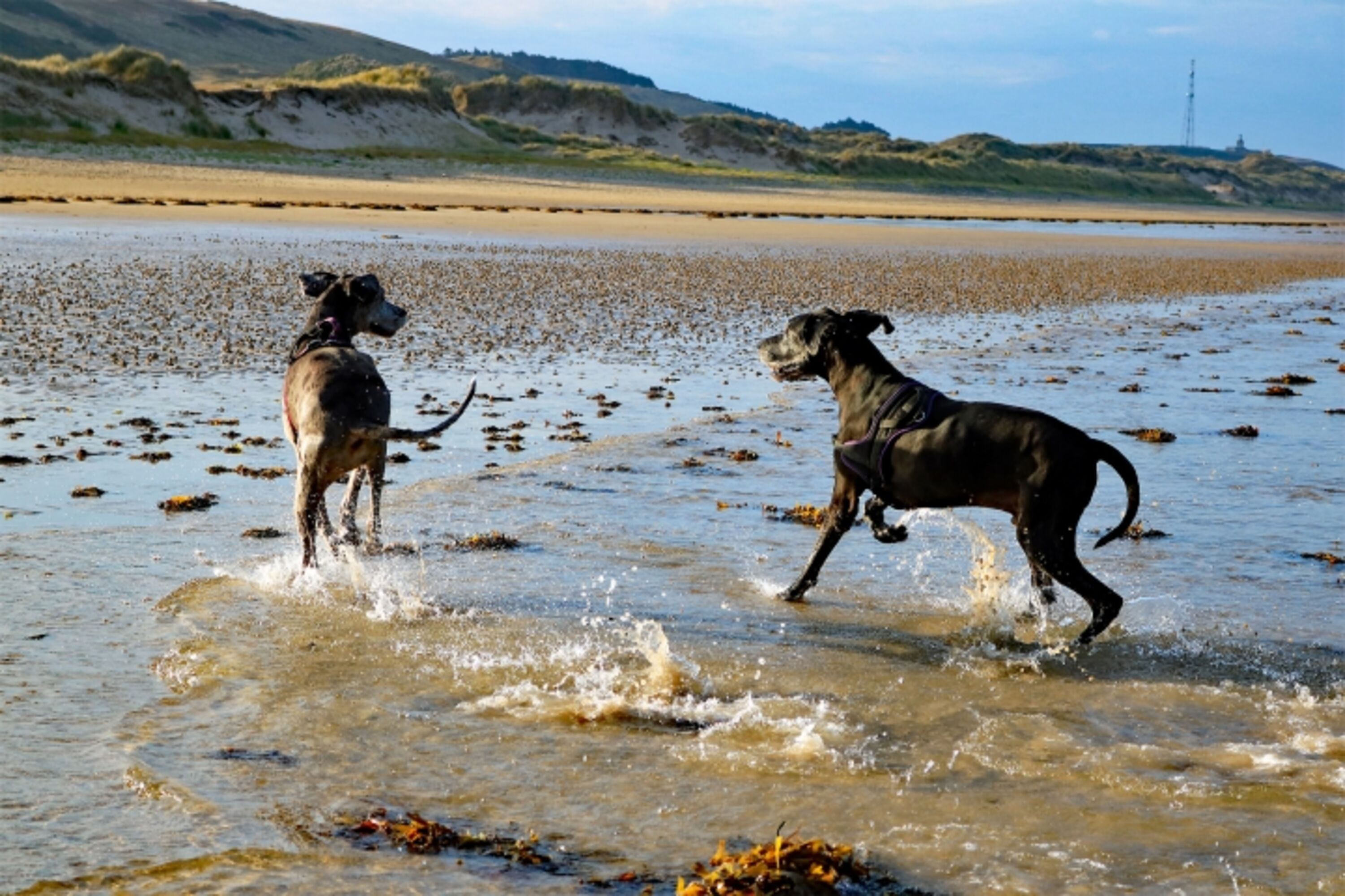 Ob Riesen oder keine Hunde, hier macht Hund sein am Strand richtig Spass