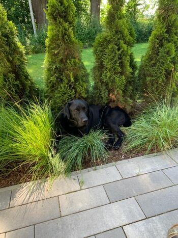 Hunde lieben den Garten