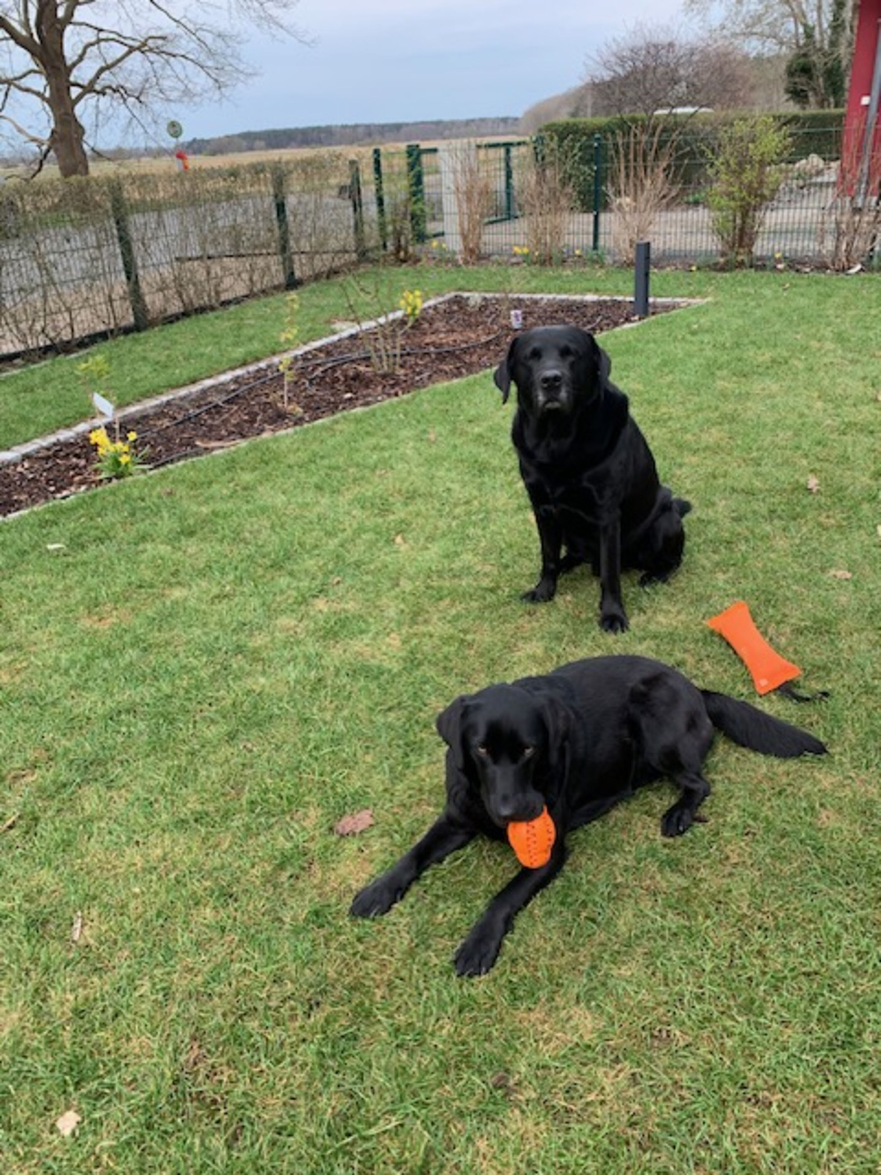 Garten cpl. mit Zaun und Hecke