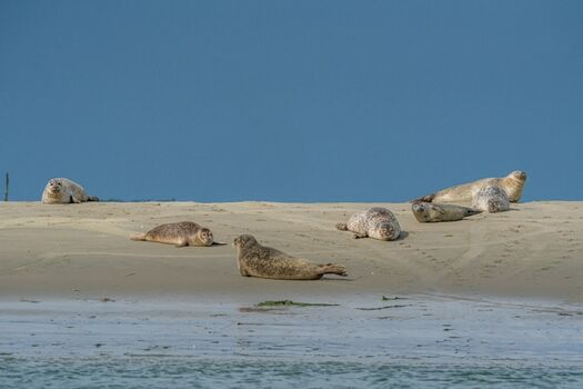 Seehunde Oosterschelde