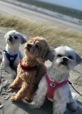 Hunde sind herzlich willkommen 