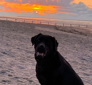 verträumt beim Sonnenuntergang