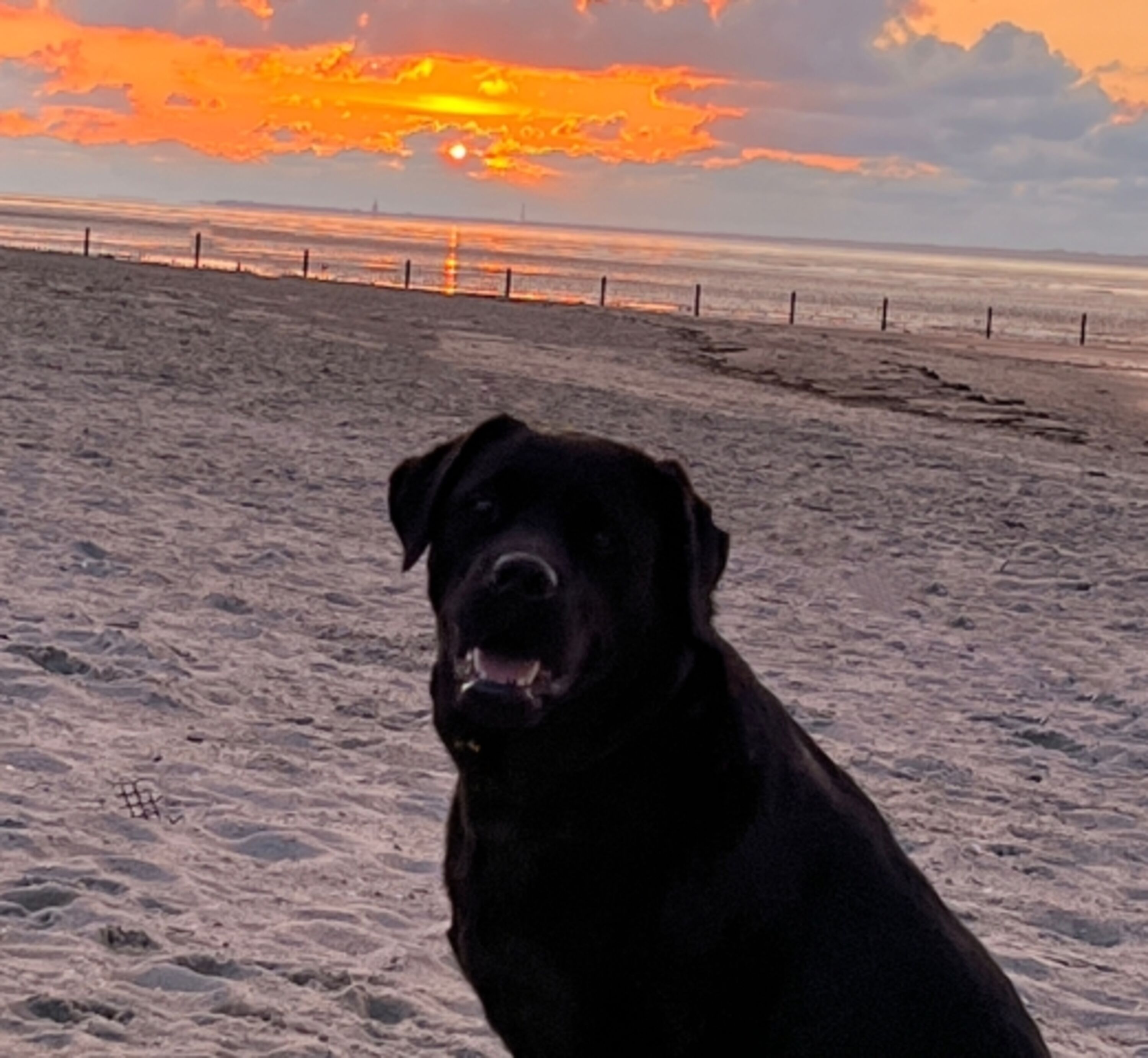 verträumt beim Sonnenuntergang