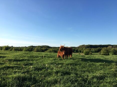 Robuste Rinde am Winderatter See
