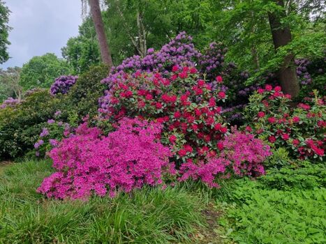 Rhododendronpark in Graal Müritz 