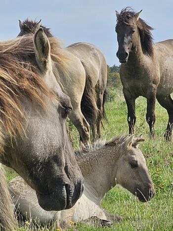 Die Wildpferde in der Geltinger Birk
