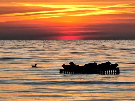 Die Seehunde in der Wintersaison