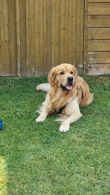 Gästehund Fiete fühlt sich pudelwohl