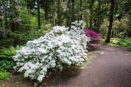 Rhododendron in voller Pracht