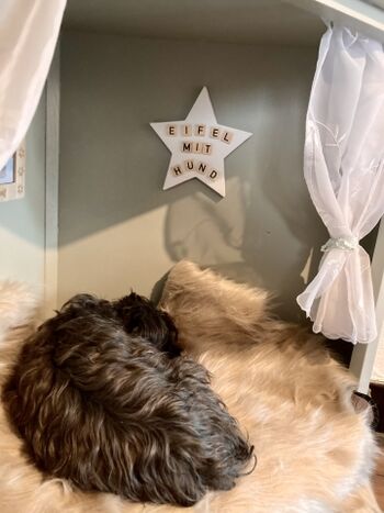 Schlafplätze für kleine Hunde