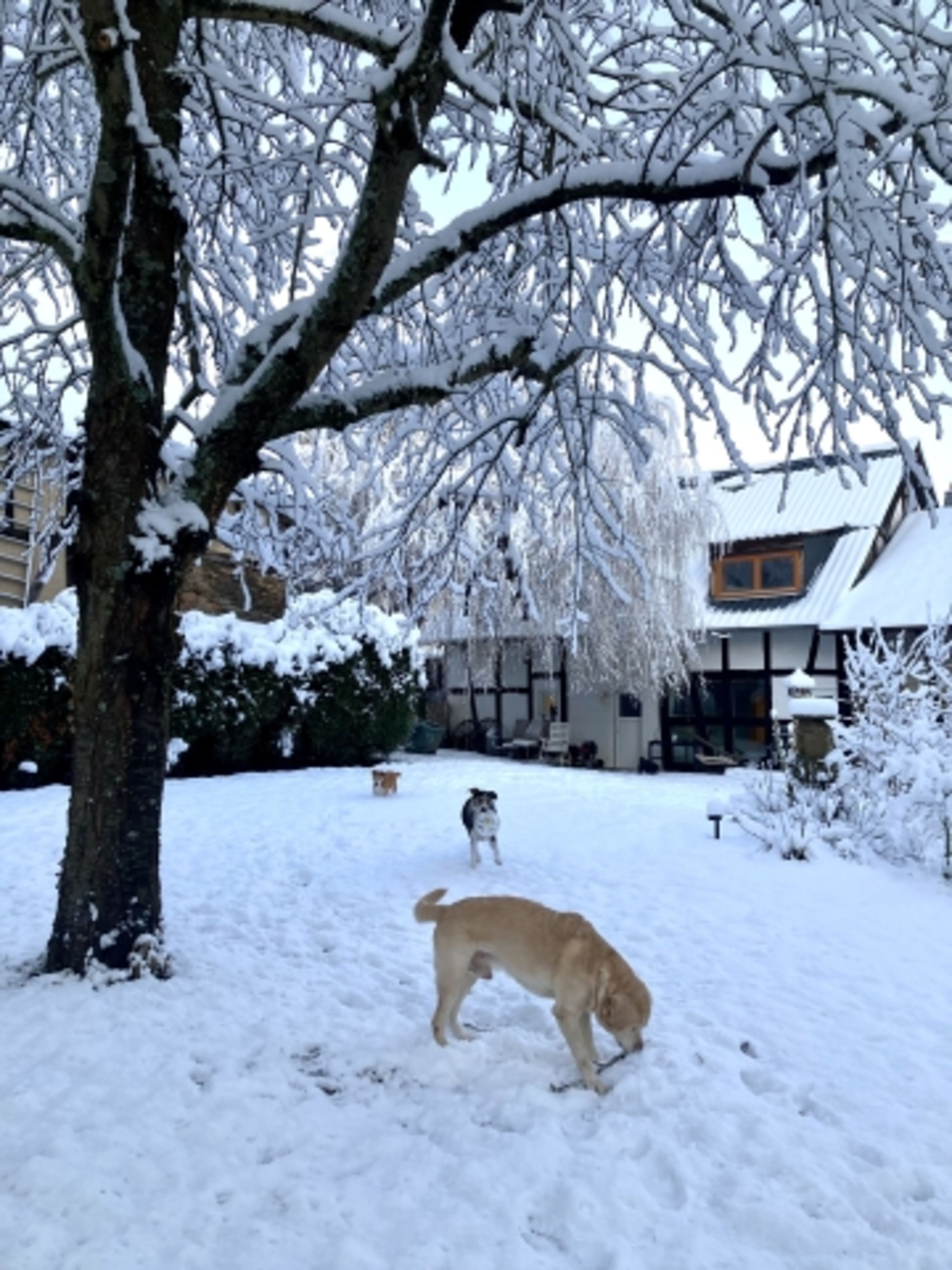 Garten im Winter