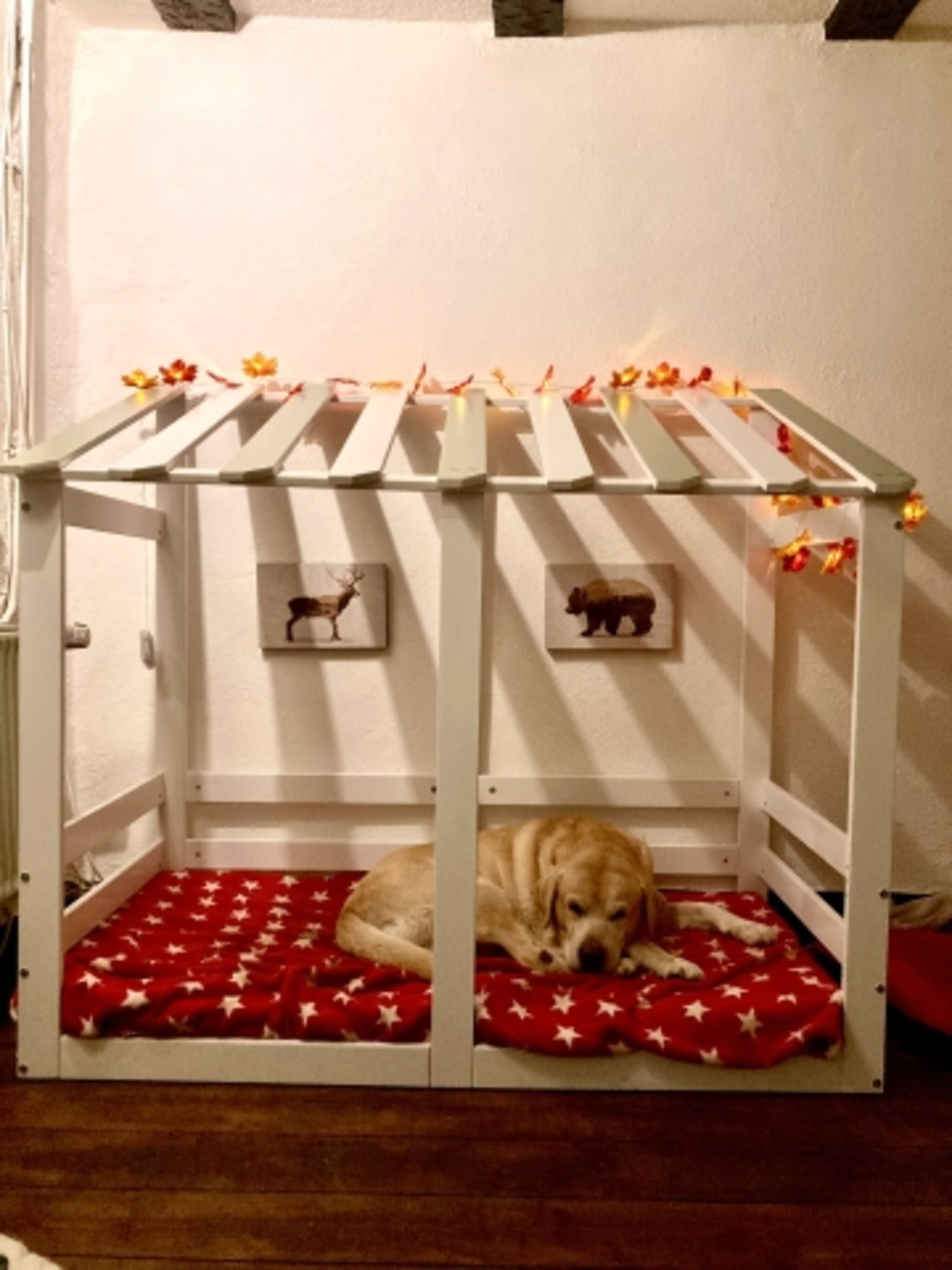 Hundebett im Wohnzimmer