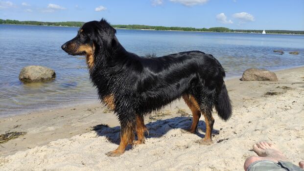 Unser Hovi am Strand (Halbinsel Devin)