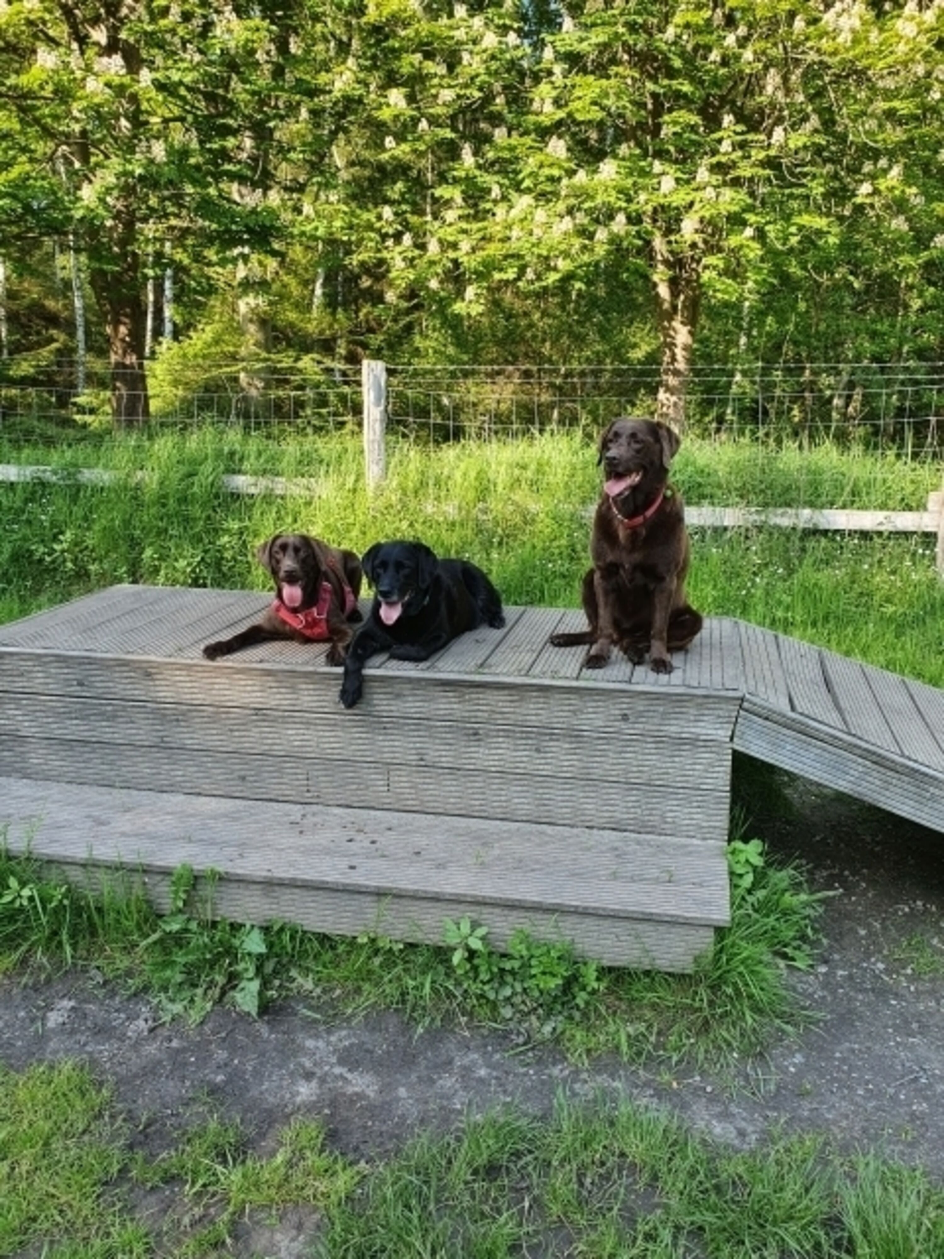 Hundeauslauf Wald