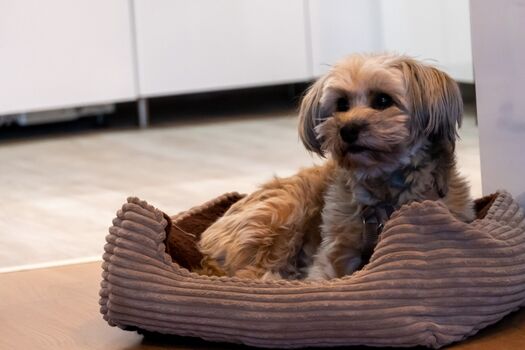 Hund im Küchenbereich 