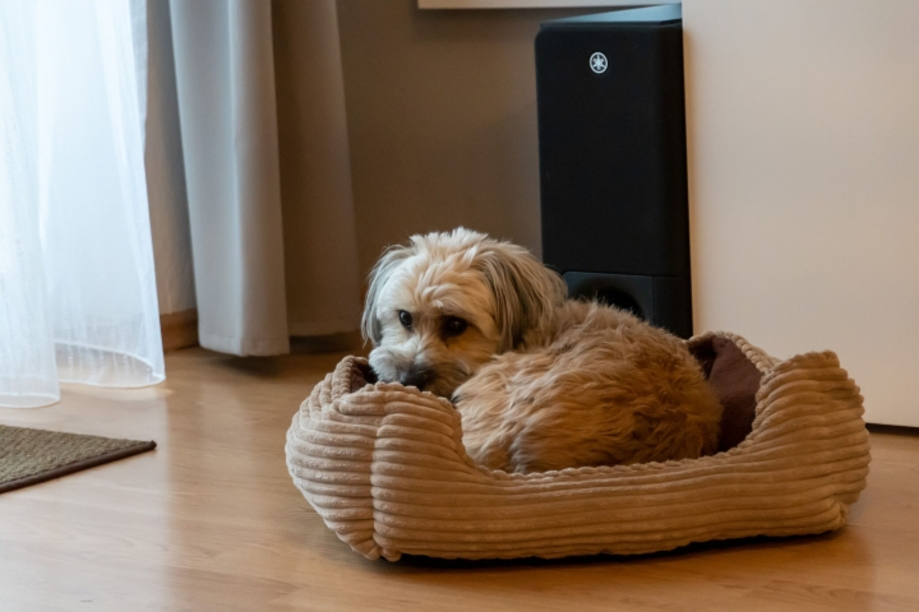 Hund im Wohnbereich 