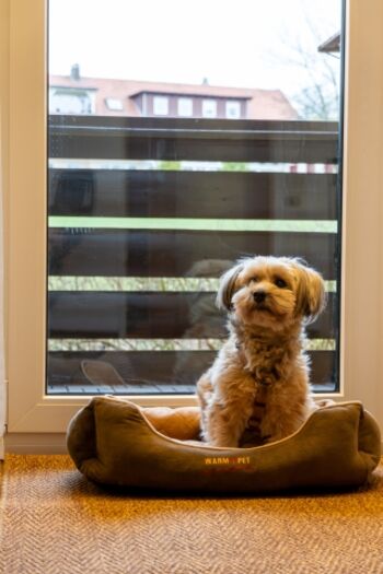 Hund vor Terrassentür 