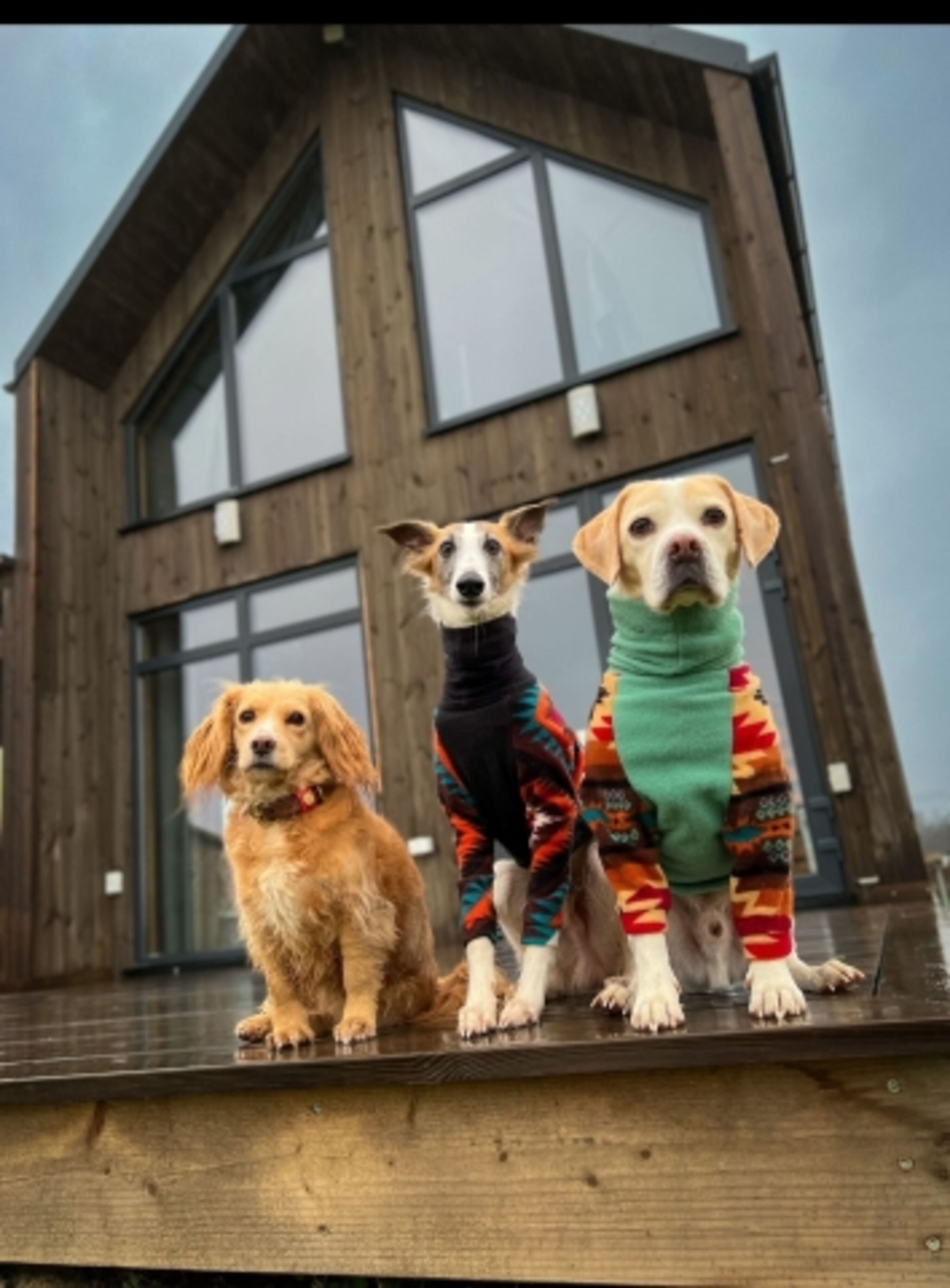 Perfekter Hundeurlaub an der Ostsee.