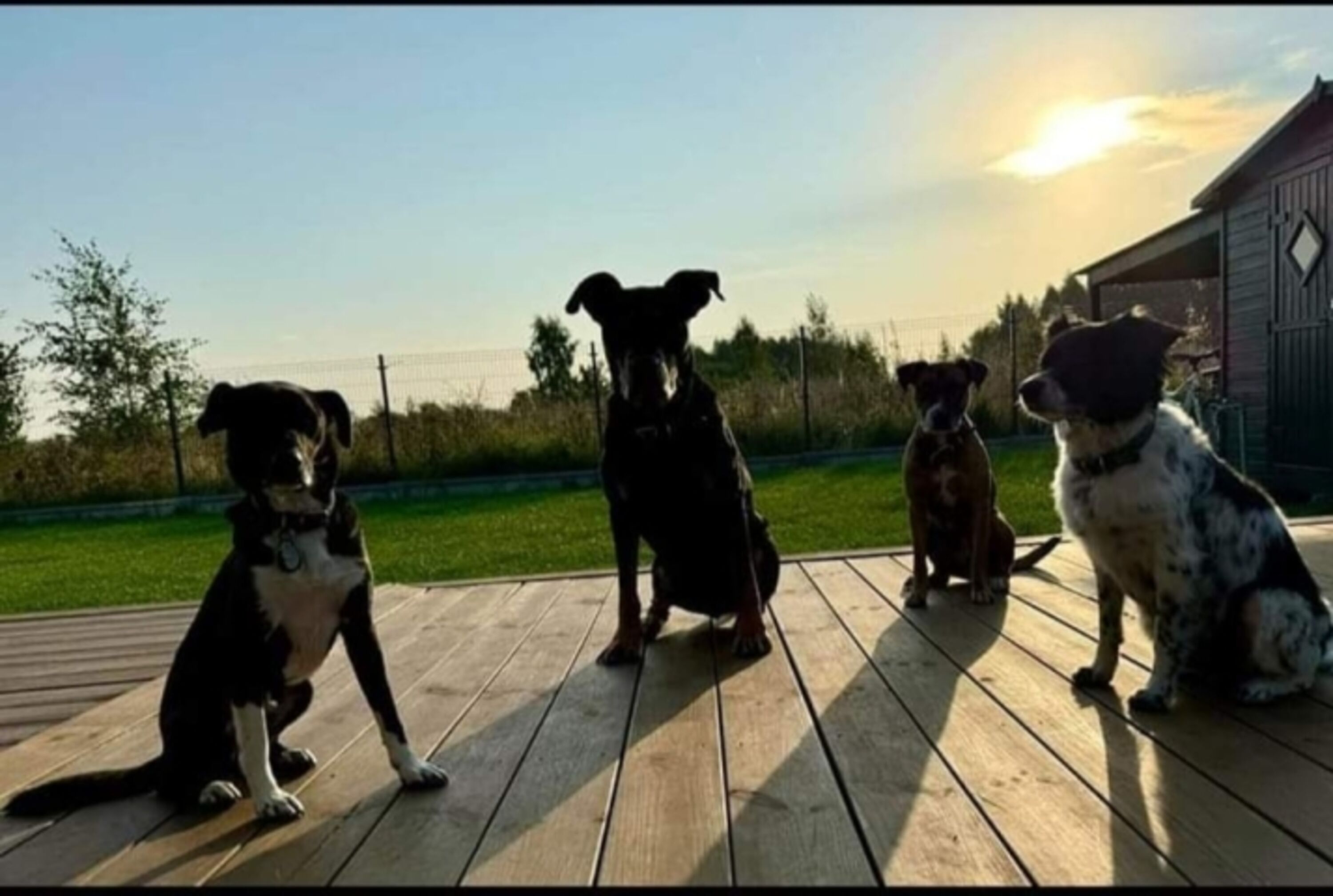 Traumurlaub für Mensch und Vierbeiner: Bis zu 6 Hunde reisen ohne Aufpreis mit und genießen die Freiheit auf der Holzterrasse.