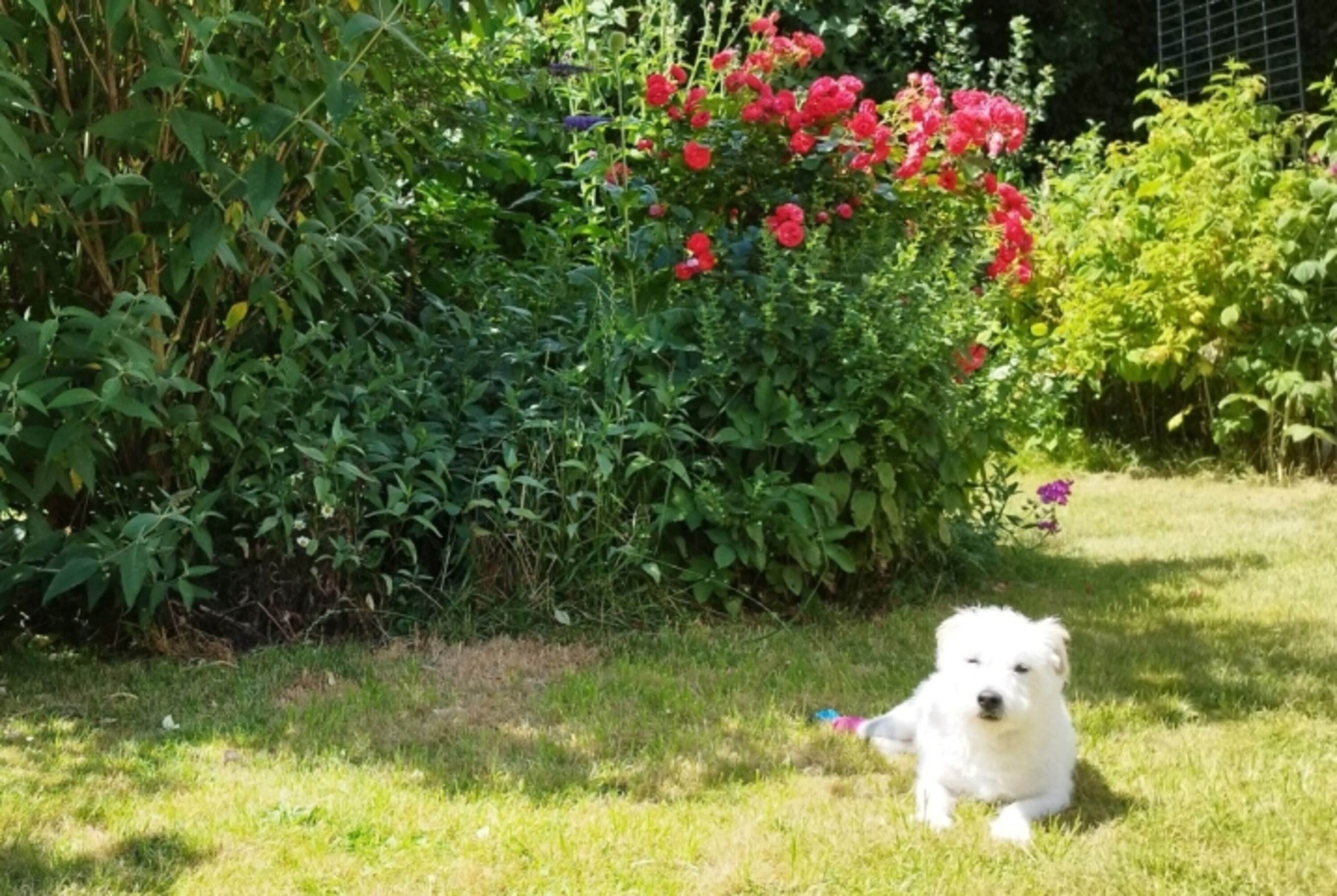Ein Gartenparadies für Hunde