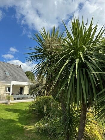 Ja, es gibt viele Palmen