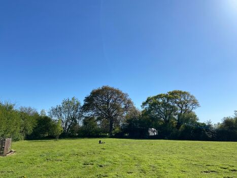 ein Park - ein Traum für Hunde und Menschen, eingezäunt!!!