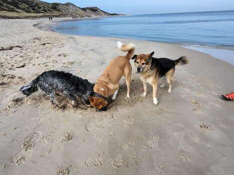 Wunderschöne Dachgeschoss-Wohnung in Hörnum/Sylt
