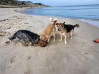 Wunderschöne Dachgeschoss-Wohnung in Hörnum/Sylt