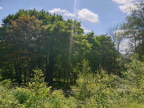 Blick auf den Kurpark