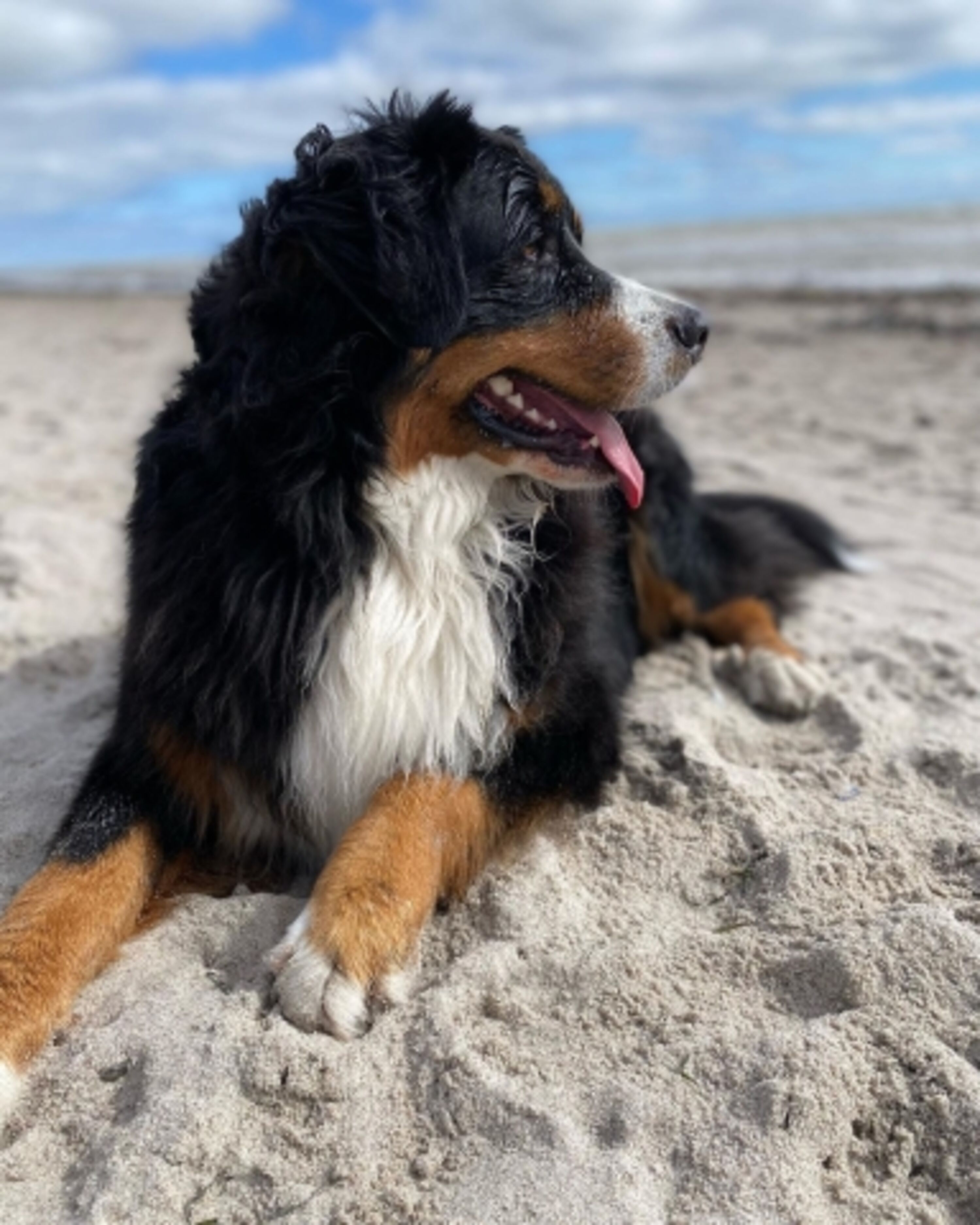 Hundestrand