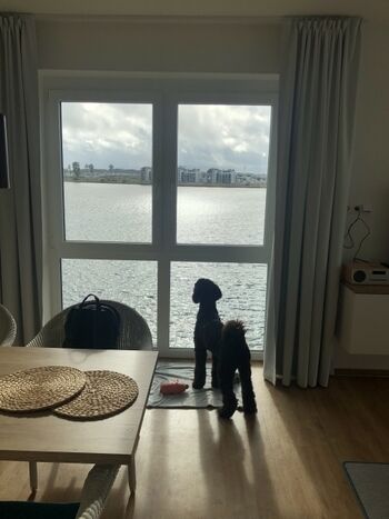 Wie auf einem Schiff.  Es gibt für die Hunde immer etwas zum gucken und staunen