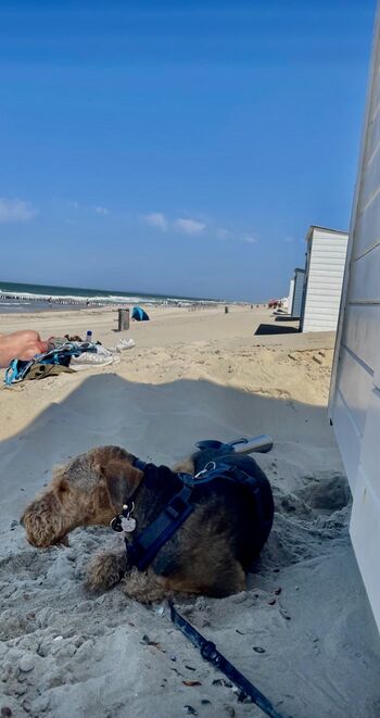 Am schönsten und größten Strand in Holland mit dem 4-Beiner die Natur genießen
