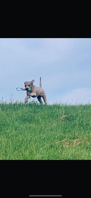 Lass Deinen Hund über viele grüne Wiesen laufen