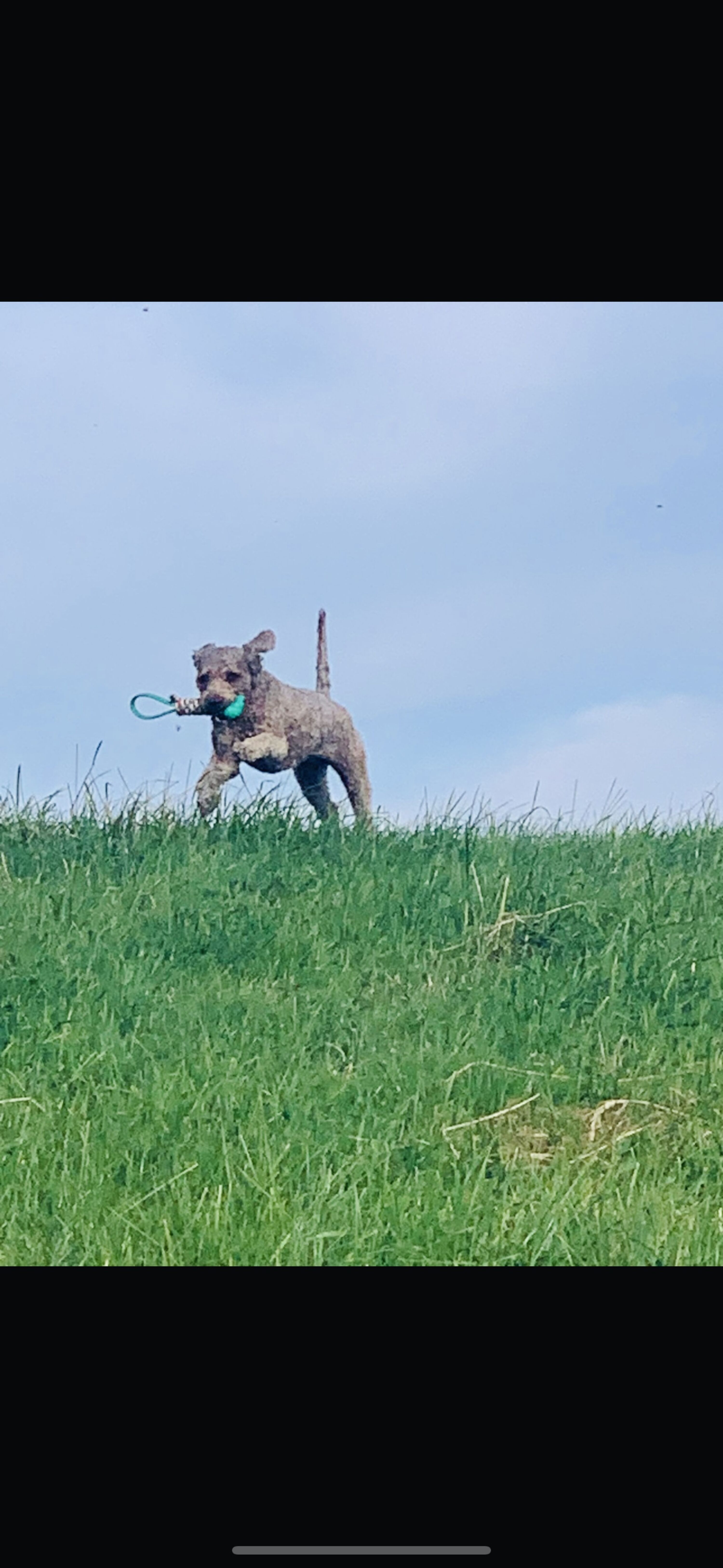 Lass Deinen Hund über viele grüne Wiesen laufen