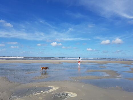 Strandspaziergang mit Hund