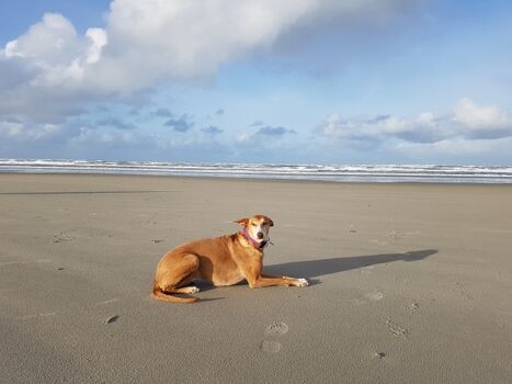 Strandspaziergang mit Hund