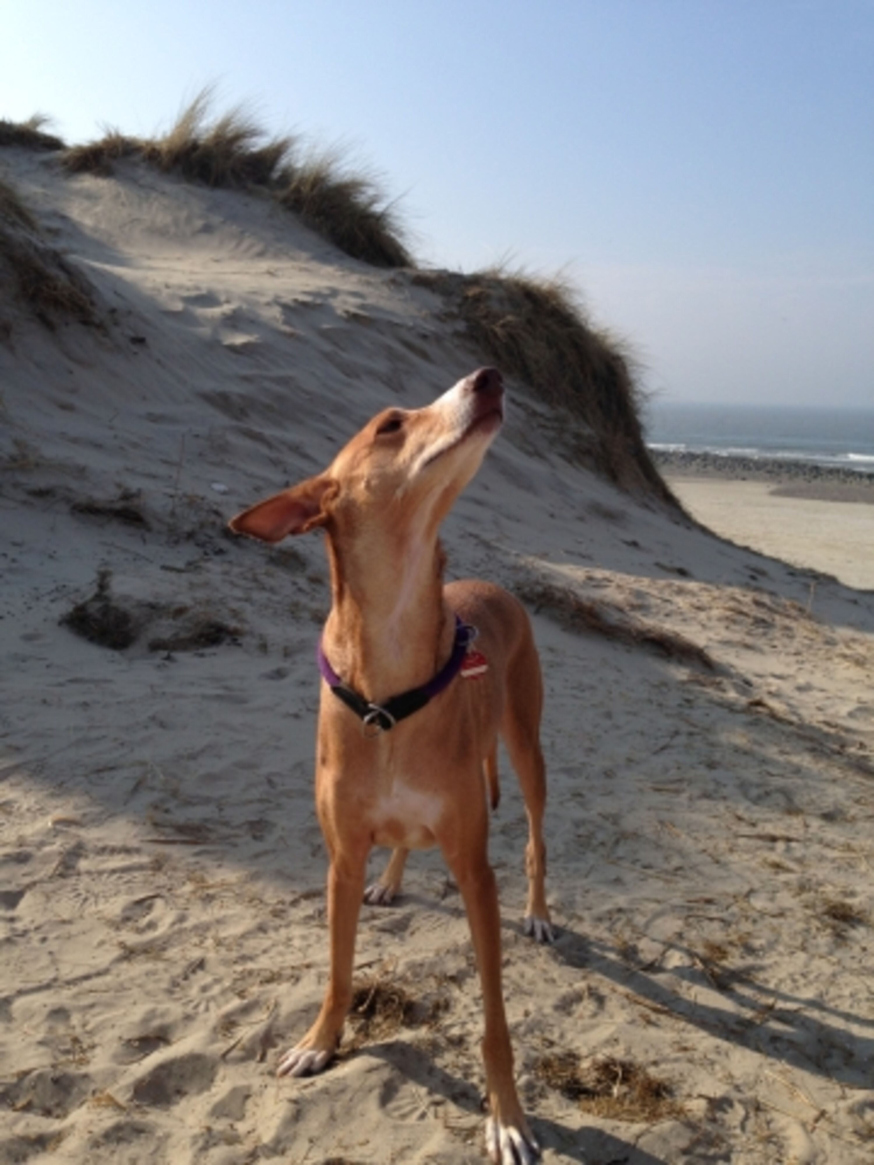 Strandspaziergang mit Hund