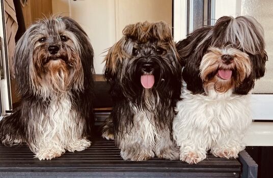 Unsere Fellnasen lieben auch das Tjeukemeer