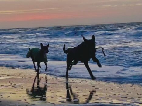 toben, baden, laufen