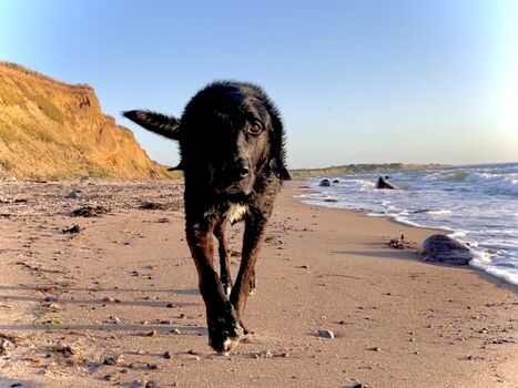 freier Strand, Paradies für Hunde