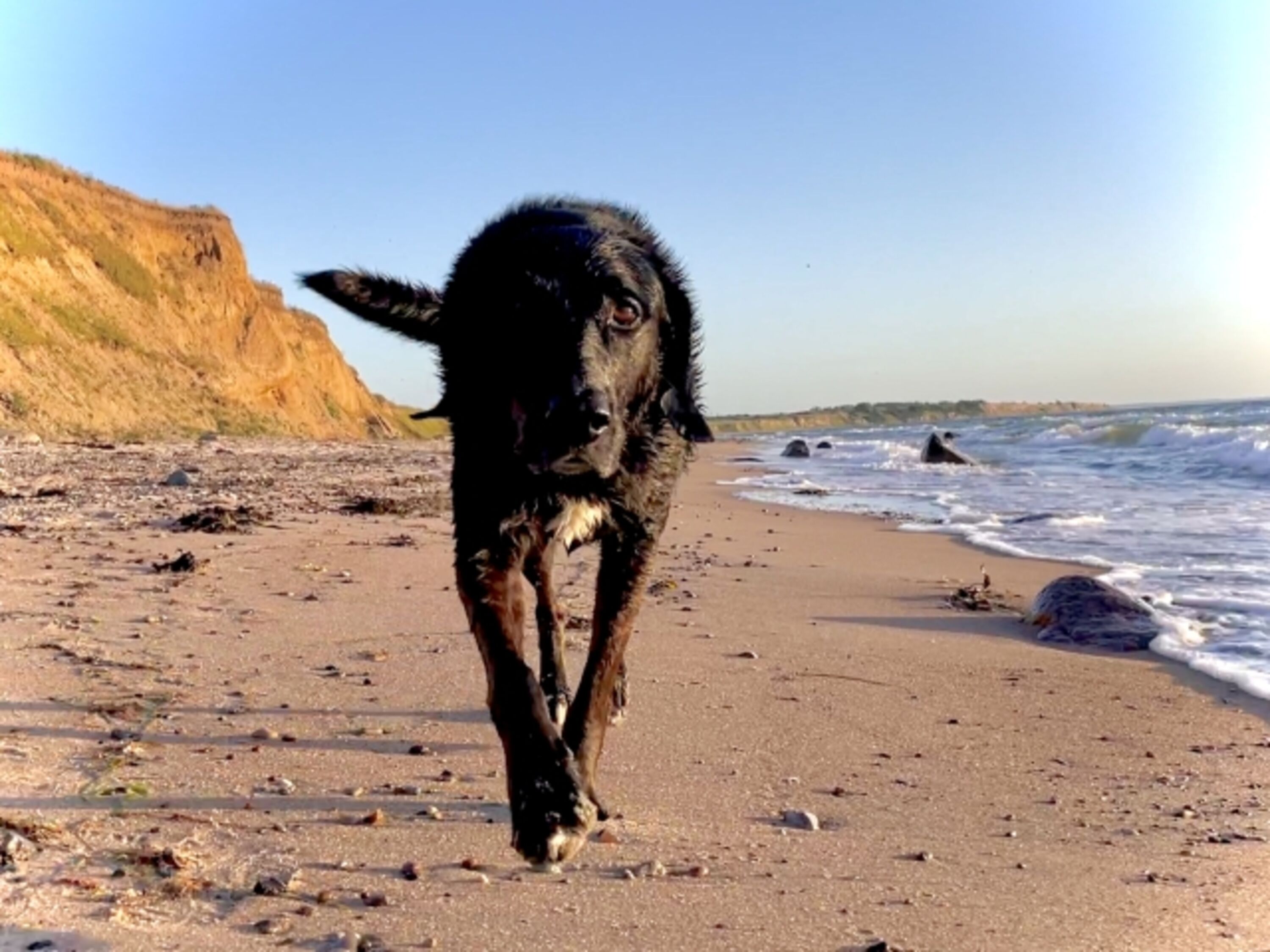 freier Strand, Paradies für Hunde