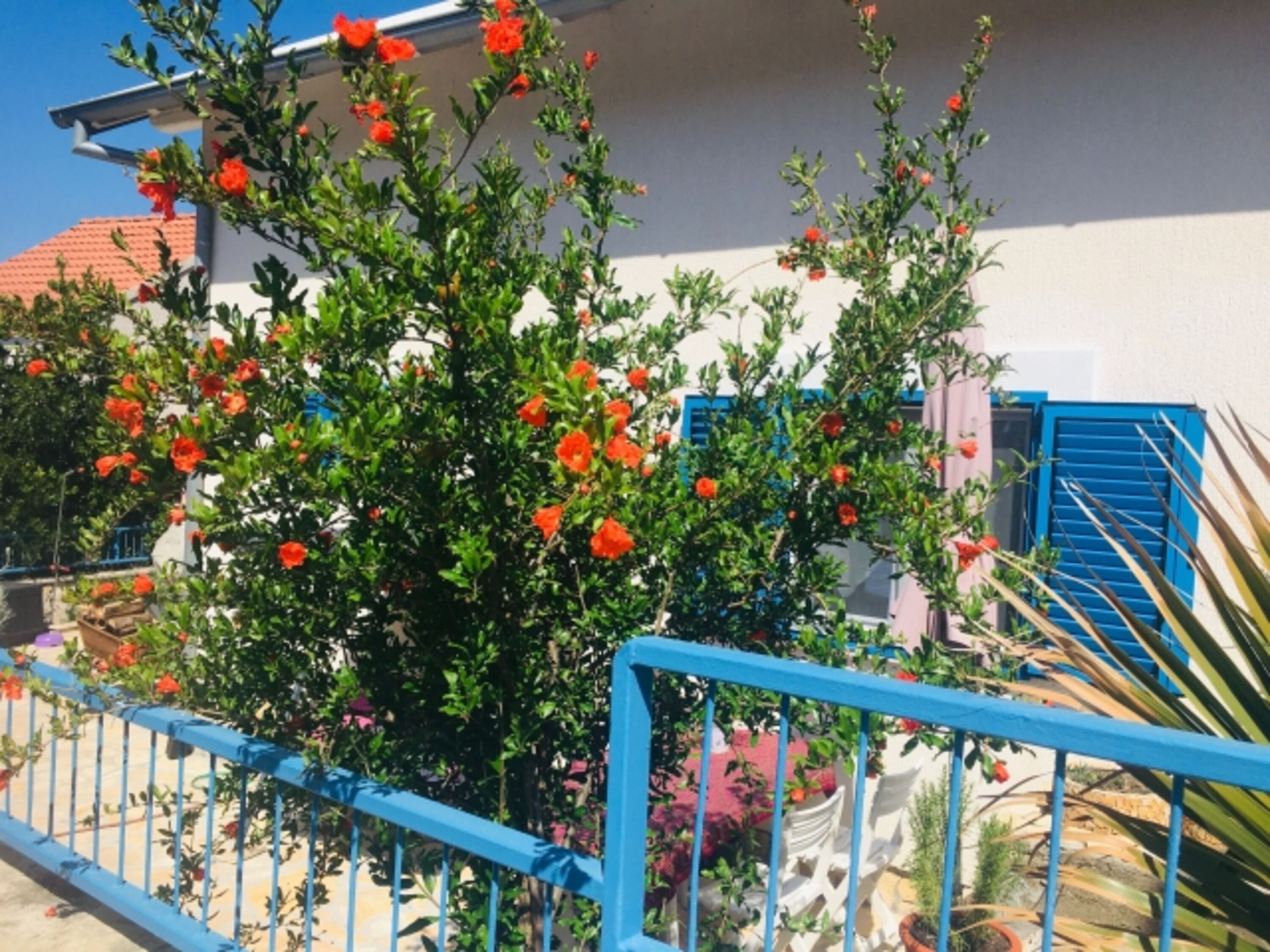 Blick in den Garten