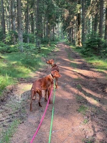 Mit den Hunden im Wald 