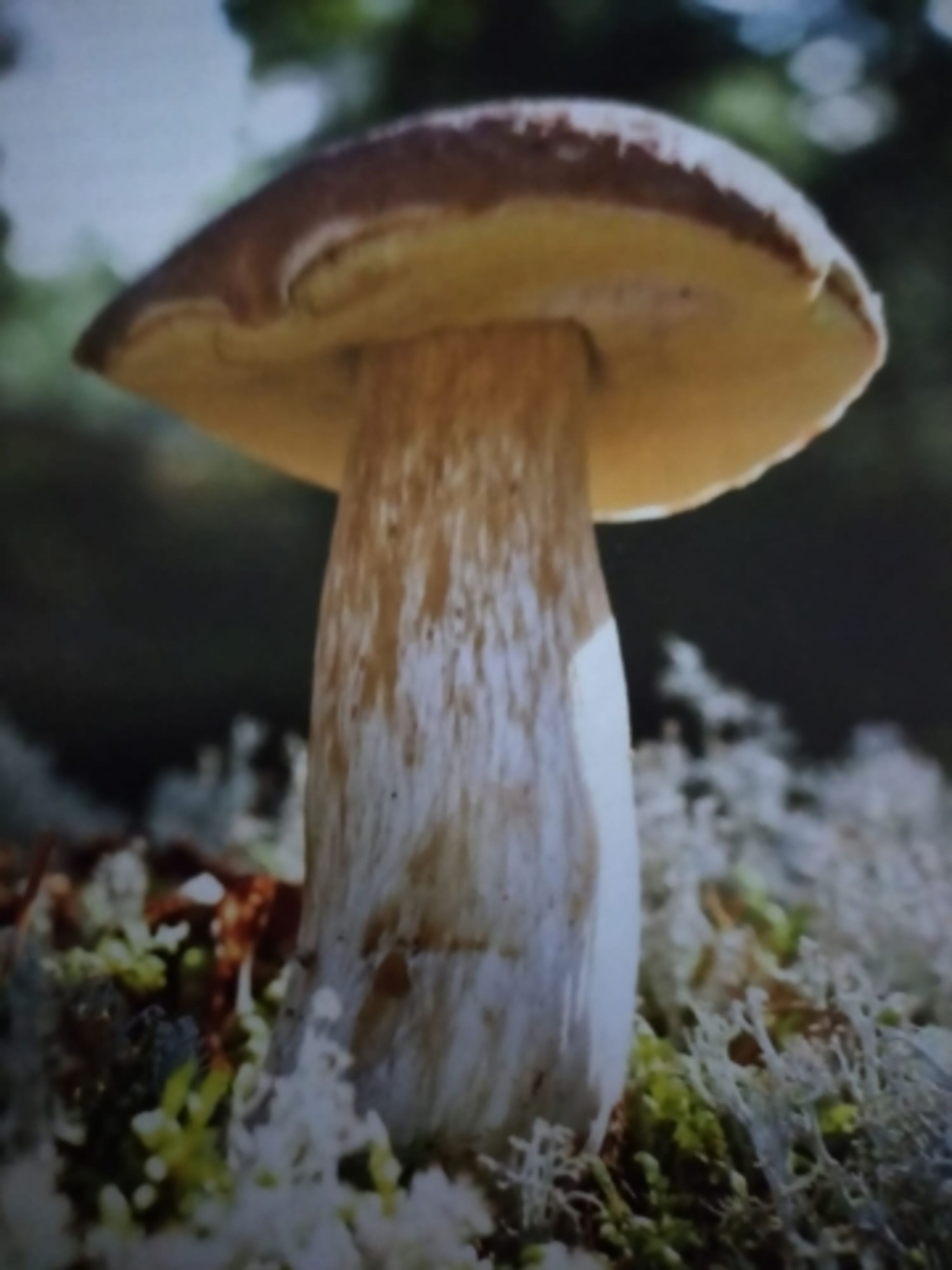 Pilze im Wald 