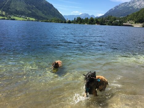 Badespass mit Hunden am Grundlsee