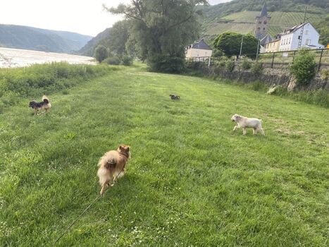 Gassiwiese vor dem Haus