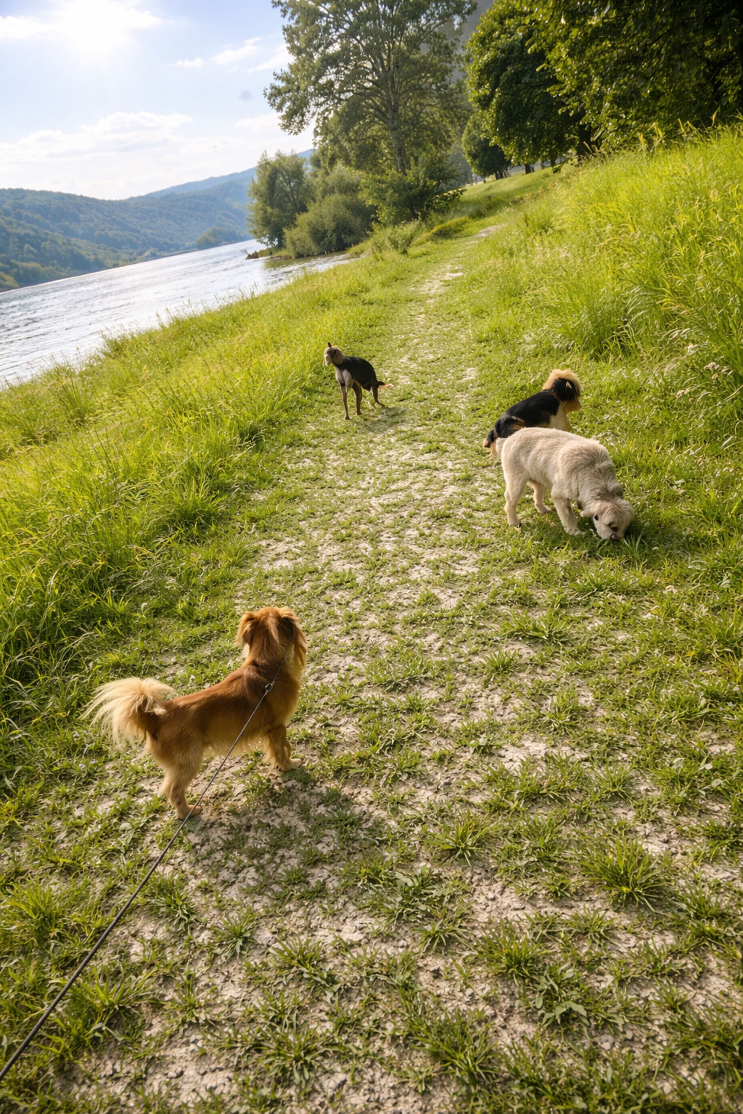 Wiese am Rheinufer